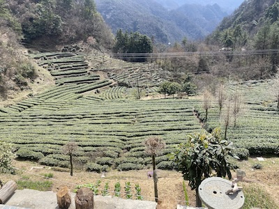 Taoist Movement Retreat